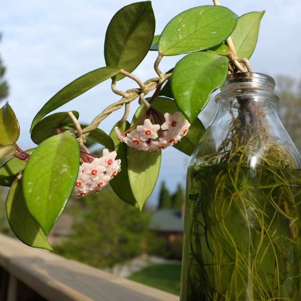 View of a Hoya plant growing out of a glass jar filled with water sitting on a railing. The plant is sprouting waxy leaves and little pink flowers, and the roots can be seen through the jar.