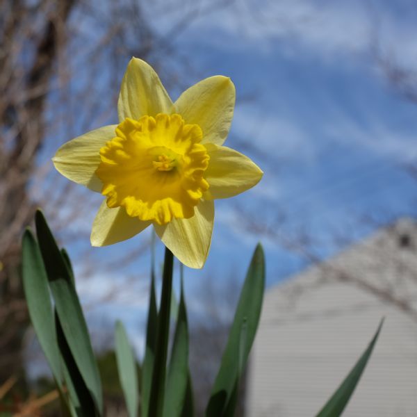 Close-up view of a daffodil blossom outdoors.