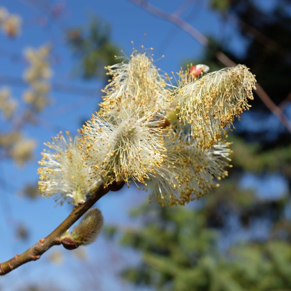 Close-up view of the blossom of a pussy willow.