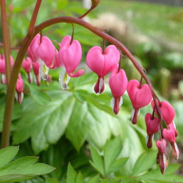 Close-up view of a branch of blossoms on a bleeding heart plant.