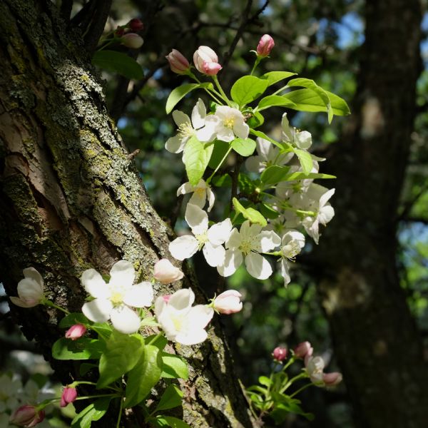 Close-up view of blossoms on a branch of an apple tree.