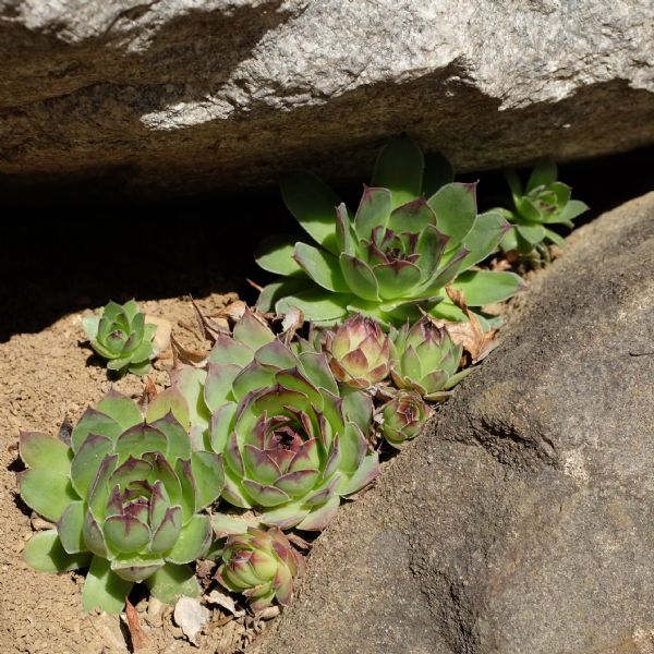 Hens and chicks growing in the crevice of two rocks.