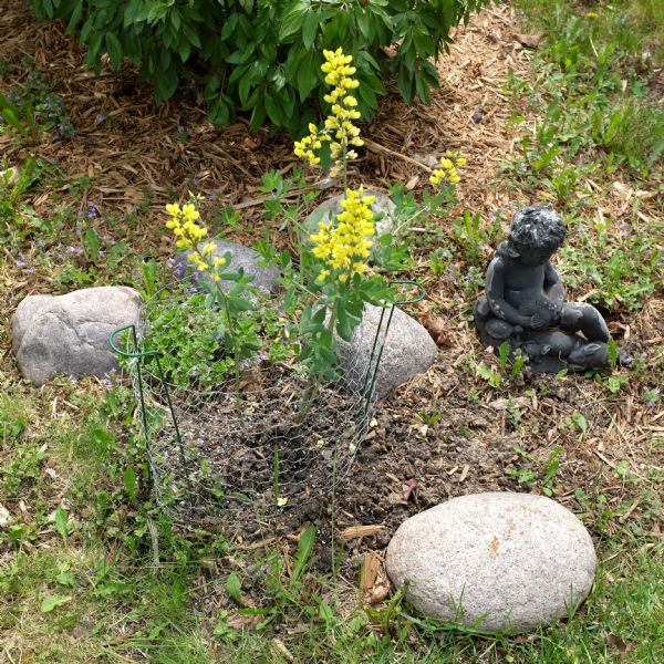 Close-up view of a portion of a garden. Baptisia flowers are blooming, contained by chicken wire and surrounded by smooth rocks. Cedar chips are on the ground. There is a small statue of a seated boy surrounded by animals and holding a bird on the right.