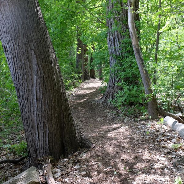 A dirt path winding down a hill through trees in a woods. 