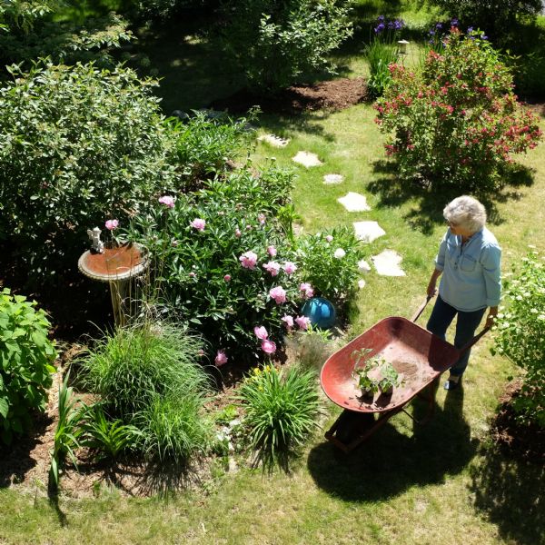 Elevated view of a woman, Solveig Quinney, pushing a wheelbarrow in her yard. Stepping stones in the lawn ring a garden plot. Other flowering bushes and plants are growing in the yard. The garden plot is filled with flowers and bushes around a stone birdbath.