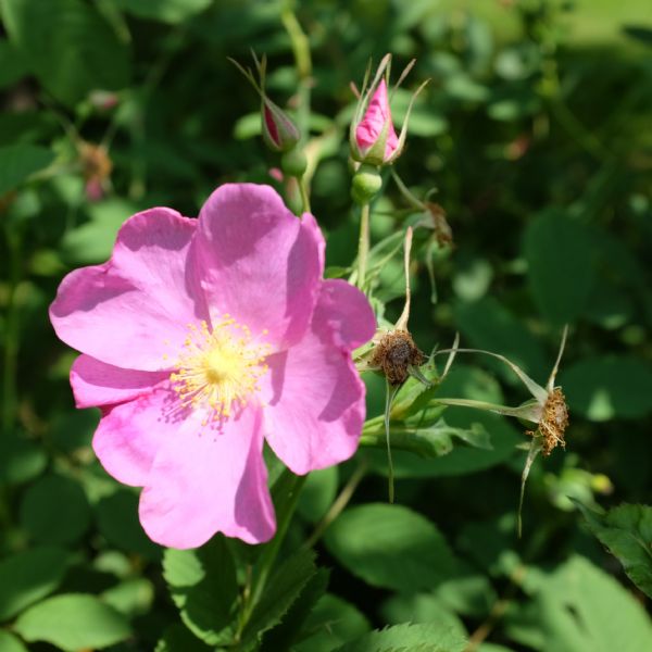 Close-up view of a pink rose blossom and two buds.
