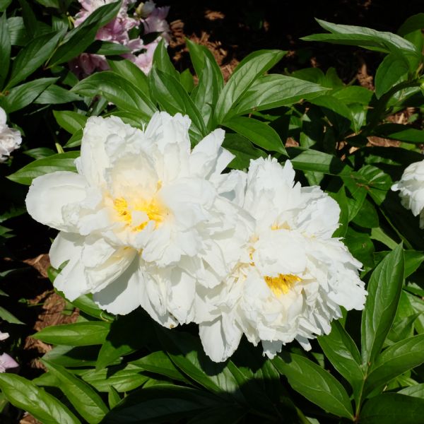 Close-up view of two white peony blossoms.