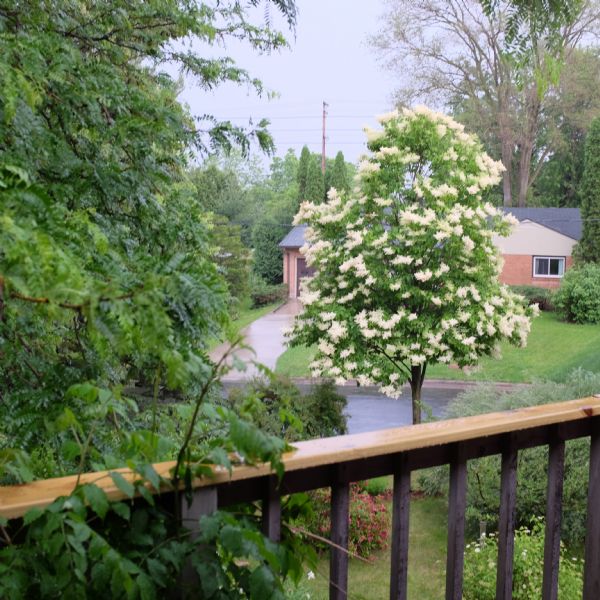 View on a rainy day looking down from a porch towards a yard with trees, flowering bushes, and a Japanese white lilac in bloom. Across the street is a house and driveway surrounded by trees and bushes.