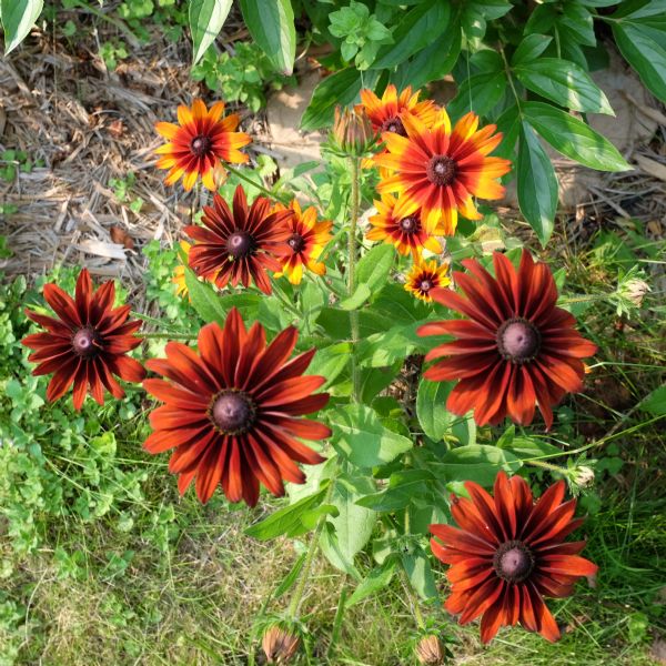 Close-up view of red, and red and yellow coneflowers.