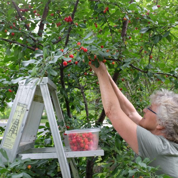A woman wearing glasses is picking cherries from a tree while standing on a ladder. A tupperware container on the ladder is full of cherries.