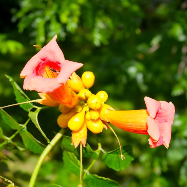 Close-up view of trumpet vine blossoms. An insect is crawling along the inside of one of the flowers.