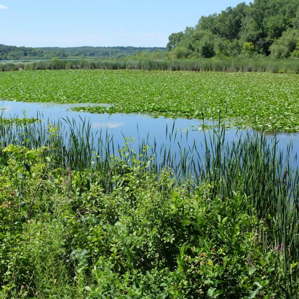 View of water lilies and tall grasses growing in the lake. Trees line the far shoreline.