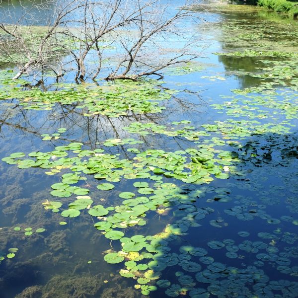 Water lilies on the surface of a lake that is reflecting the blue sky. The branch of a willow tree is partly submerged in the water.