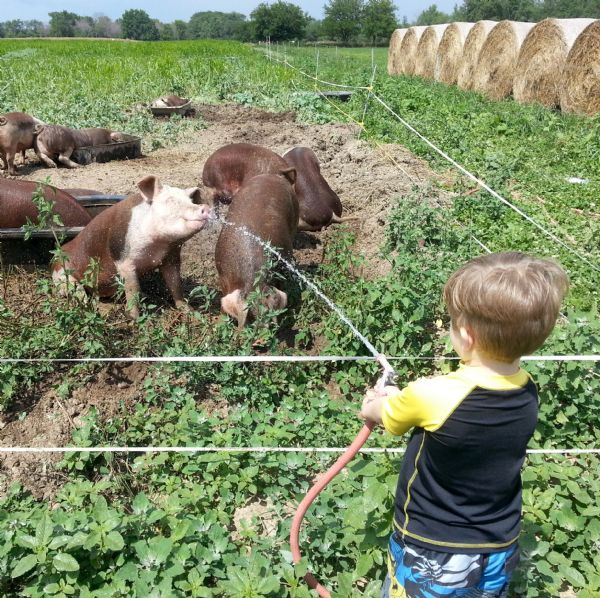 A young boy in the foreground is standing just outside of a pig pen, and is holding a hose to spray water onto the pigs inside the pen. The pigs are wallowing in the mud, eating, and sleeping. One pig is sitting with eyes closed while the water is spraying on his snout. Round hay bales are sitting in rows on the far right.