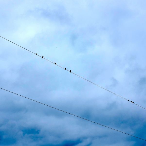 Eight birds sitting on a power line are silhouetted against a cloudy blue sky.