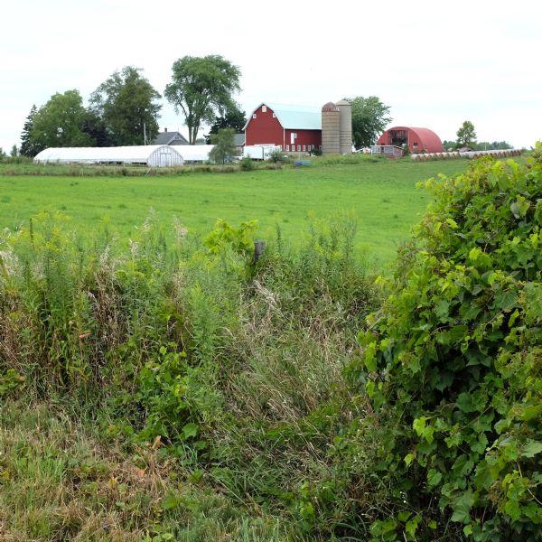 View from fence row across a green field towards farm buildings. Hay bales are stacked in rows near a farm buildings on the right. Trees stand tall among a farmhouse, barn, silos, and greenhouses.