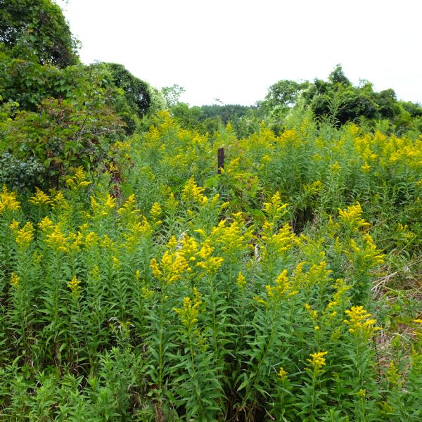 View of golden rod growing along a fence. 