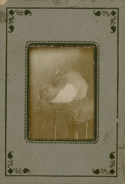 A rabbit, one of many pets belonging to the Middleton family, sitting on an upholstered stool.