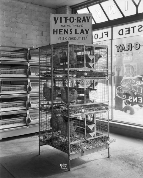 View inside storefront towards a dozen chickens in cages. They are finalists in the Vit-O-Ray egg laying contest for Klinke Hatchery, 1918 Winnebago Street. A large show window with signage is in the background, and snow is on the ground outside.
