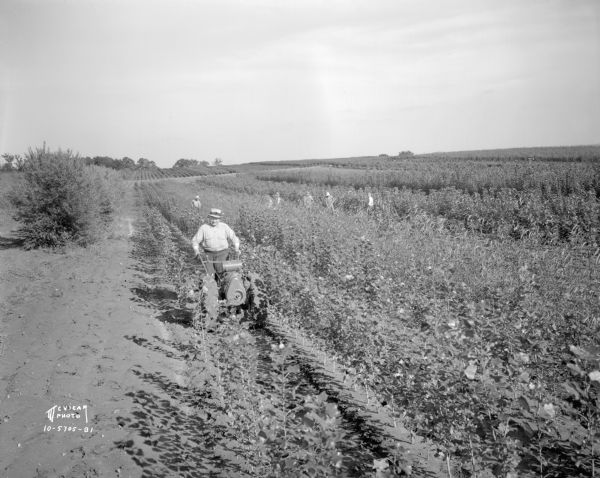 Slightly elevated view of a male worker in a field demonstrating a cultivator for the McKay Nursery. Other workers are in the field in the background.