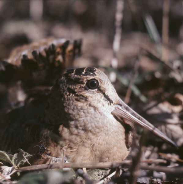 Close-up view of a woodcock sitting on the ground.