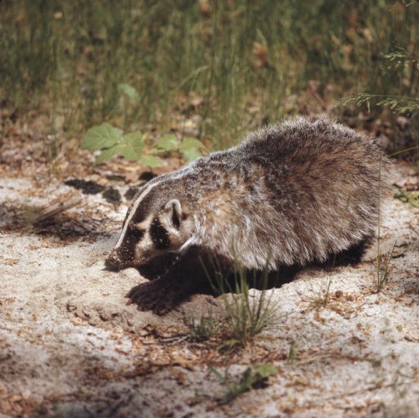 A badger is standing over a hole in the ground. Plants and grass are growing through the sandy soil.