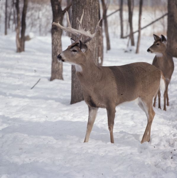A buck standing in the snow in a forest, with a doe standing behind the buck on the right. Both deer are looking towards the left.