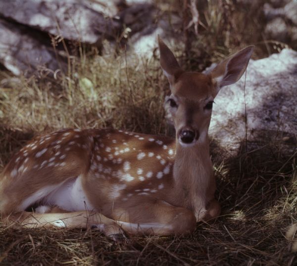Close-up view of a fawn sitting in tall grass in the shade.