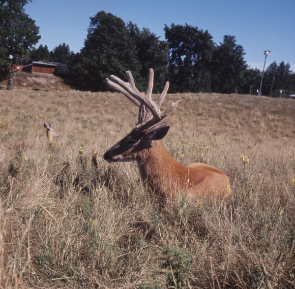 A buck is sitting in tall grass on the Aqualand Campgrounds. A doe is sitting in the grass in the background on the left. There is a building among trees on a hill in the far background. A birdhouse on a tall pole is at the edge of the field on the right.
