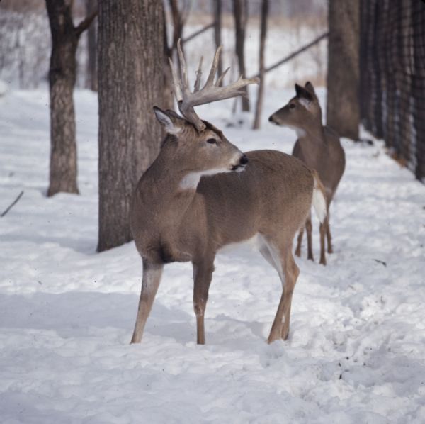 A buck standing in the snow in a forest, with his head turned to the right. There is a doe standing behind the buck, looking towards the left.