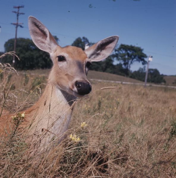 Close-up view of a doe sitting in tall grass.