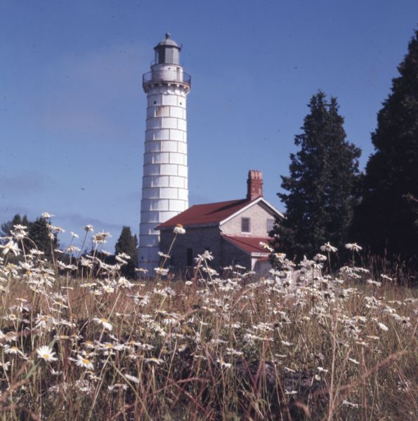Daisies are growing in a field near the Cana Island Lighthouse. The keeper's quarters is in front of the lighthouse.