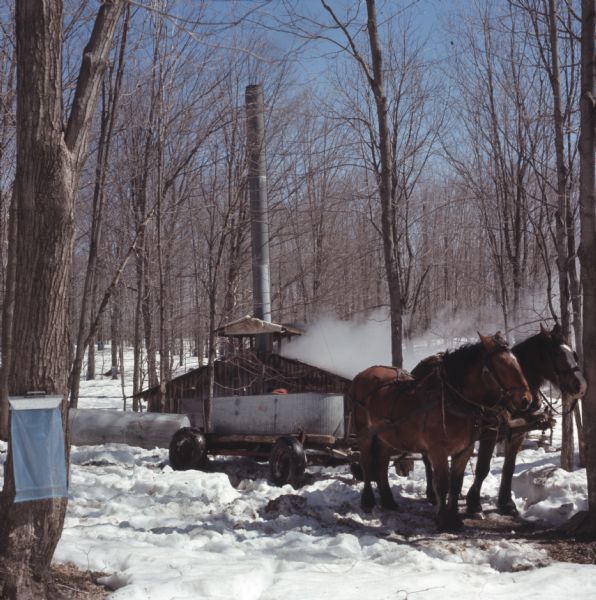 Two horses standing in the snow are hitched to a wagon holding a metal trough. Behind the horses smoke is rising up from the sugar house where maple sap is being boiled. A sap bag is on a tree in the foreground on the left.
