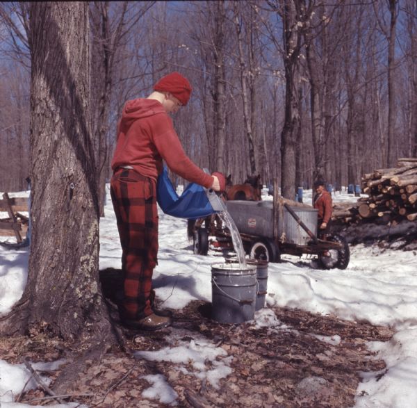 A youth, dressed in red hat and sweatshirt, plaid pants, and brown work boots, is pouring maple sap from a bag into a metal bucket. In the background a man is standing behind a horse-drawn wagon. On the wagon is a large, metal trough. Sap bags are on trees in the background. Snow is on the ground.