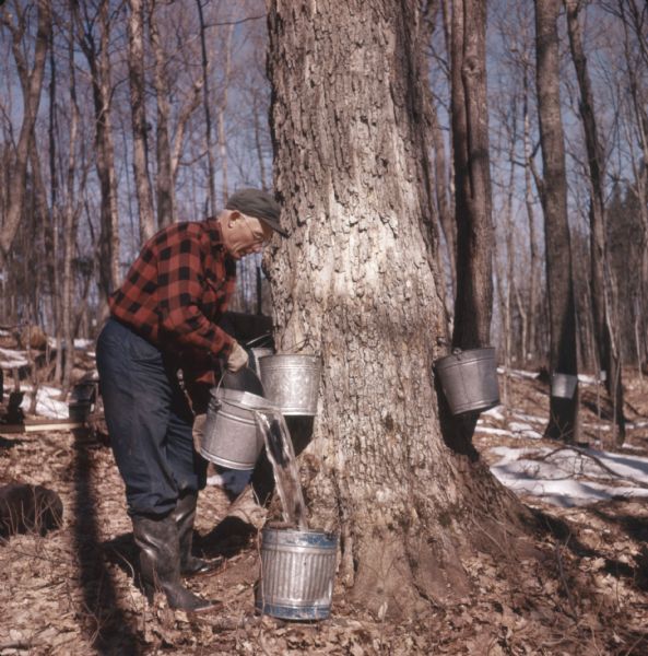 An elderly man is pouring maple sap from a bucket into another bucket. He is wearing eyeglasses, a cap, and tall work boots. More bucket taps are on trees in the background. Patches of snow are on the ground.