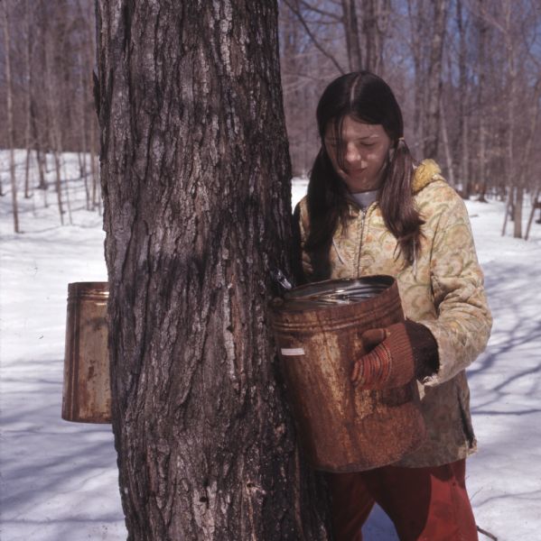 A young woman collecting maple sap from a tree in a metal bucket. Snow is on the ground.