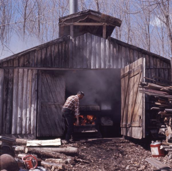 A man is standing just outside of the partially open double doors of a sugar house and loading more logs into the evaporator. Logs, fuelwood, and a chainsaw are in the foreground.