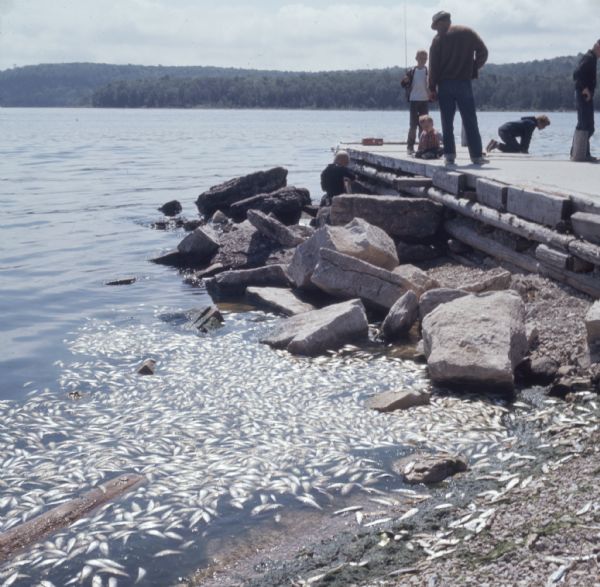 View along shoreline with a large amount of dead alewives floating in the water near large rocks. A man and children are standing on a stone fishing dock on the right. In the background trees are along the shoreline.