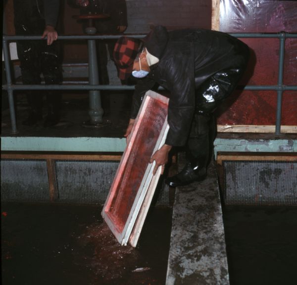 A man is bending over and standing on a flat metal rail over a vat of water. The man is wearing a dust mask over his face, and is holding two screens dyed red. Two other men are standing behind a railing in the background.