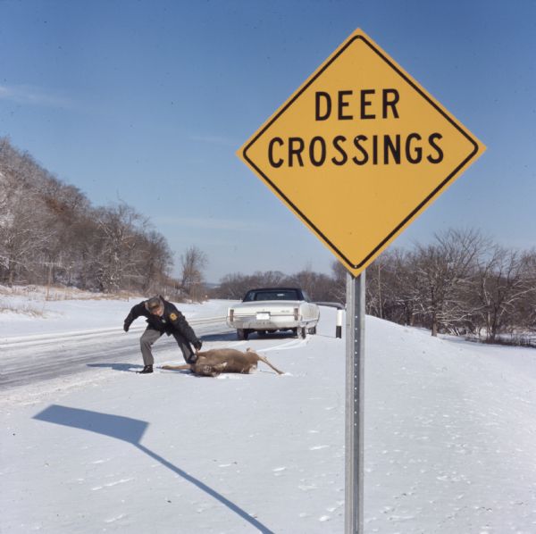 View from side of road towards a Wisconsin game warden removing a dead deer lying in the snow that had been struck by a vehicle from a rural highway. Behind the deer is an automobile. In the foreground is a deer crossing sign.