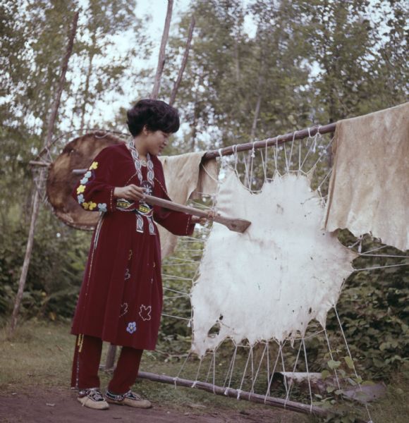 A woman in traditional Native American dress is using a wooden tool to stretch out a hide. 