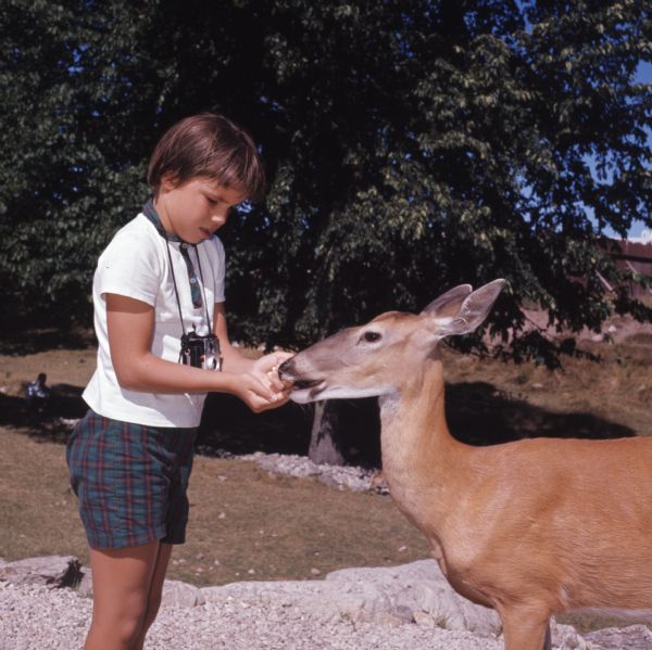 A young boy wearing a camera around his neck is feeding a doe from his hands.