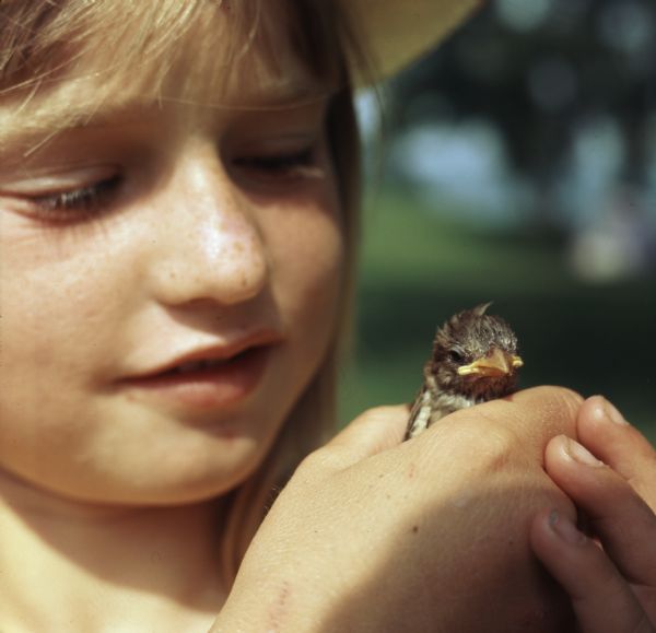 Close-up view of a young girl holding a baby bird in her hands.