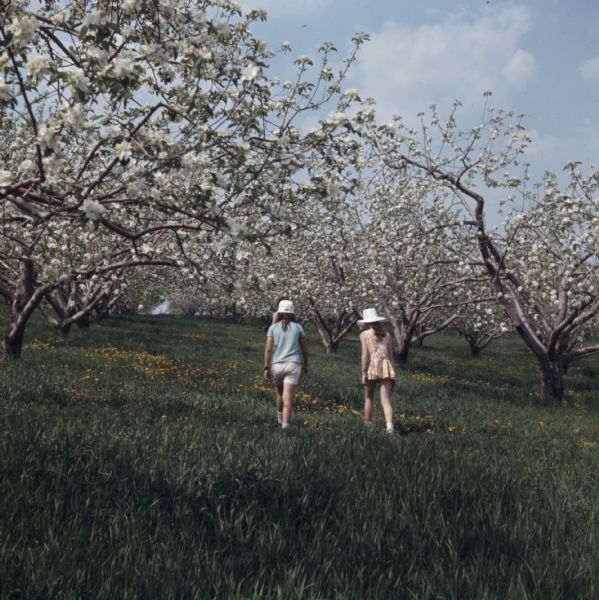 Two girls walking through the grass in an apple orchard. The trees are blooming with white flowers.