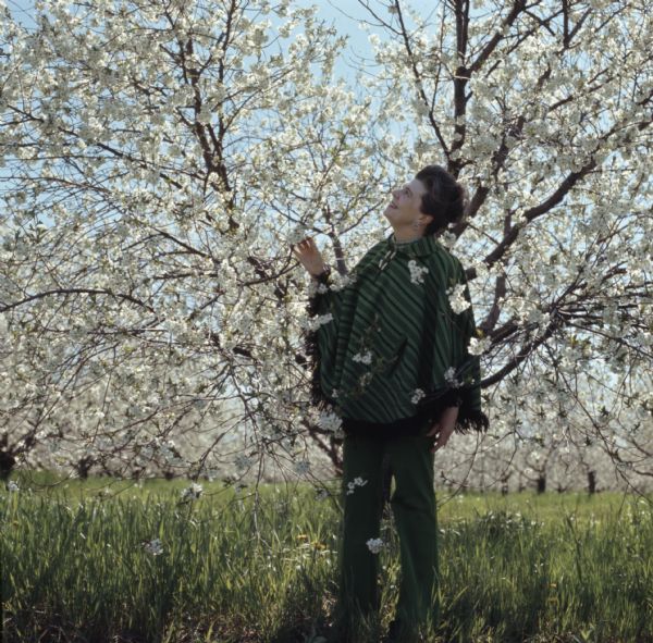 A woman wearing a green striped cape and green pants is standing amongst the cherry blossoms in an orchard.