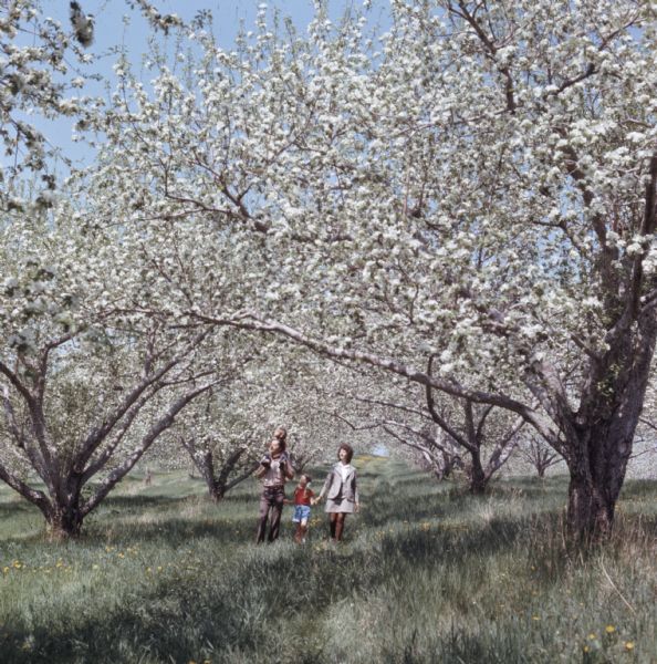 A family is walking through an apple orchard, blooming with white flowers. The mother is holding her daughters hand, and the father is carrying another child on his back.