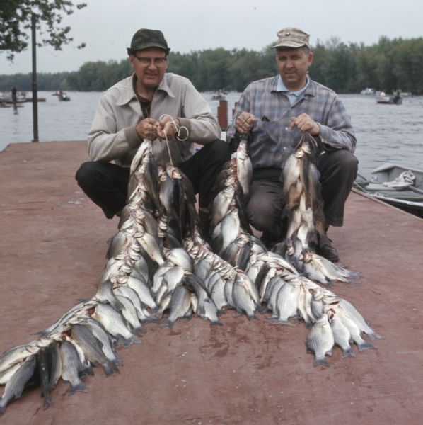 Two men are kneeling on a dock along the Wolf River, each holding two stringers of white bass they have caught. 