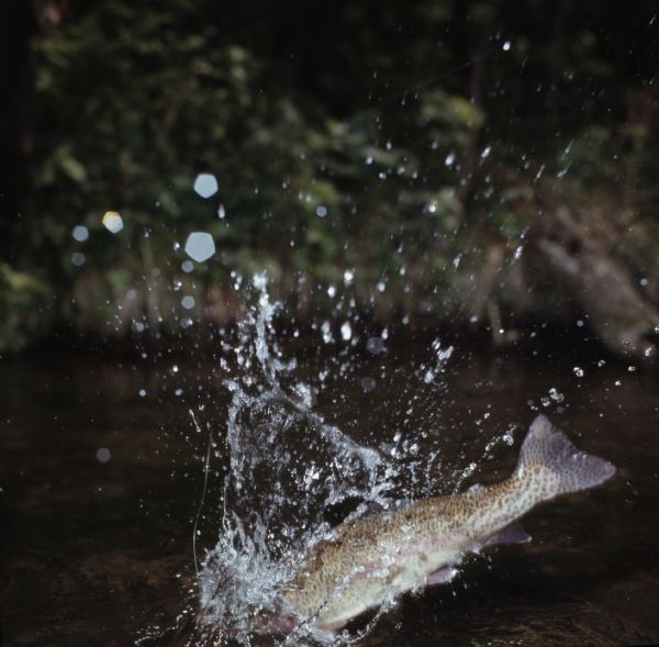 Close-up view of a rainbow trout making a splash while fighting a fishing line on the Pine River.
