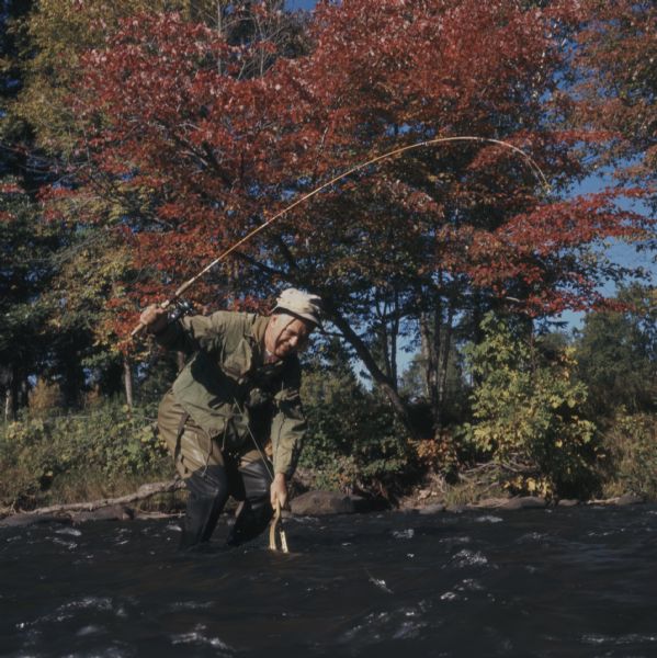 View across stream towards a man bending over to net a fish he has caught in the Bois Brule River. He is holding a fishing pole in his right hand, and the trees on the river bank behind him have leaves with fall color.