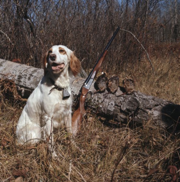 A hunting dog is sitting in the tall grass in front of a log, which has a rifle propped against it near three woodcocks.